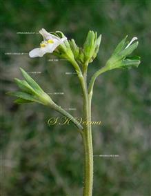  Inflorescence